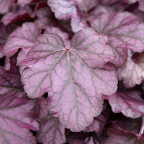 Heuchères - Heuchère Wild Rose - Heuchera Wild Rose