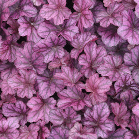 Vente Heuchère Wild Rose - Heuchera Wild Rose