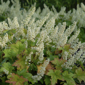 Heuchera villosa chantilly - Heuchère Chantilly - Heuchères