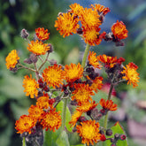 3 Épervières orangées - Willemse