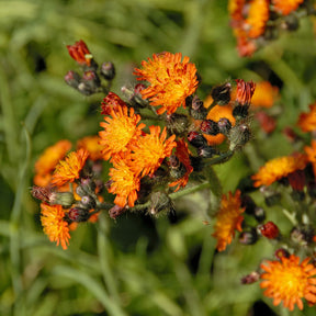 Fleurs vivaces - 3 Épervières orangées - Hieracium aurantiacum