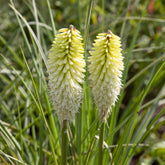Tritoma Ice Queen - Willemse