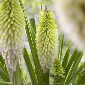 Kniphofia - Tritoma Ice Queen - Kniphofia Ice Queen