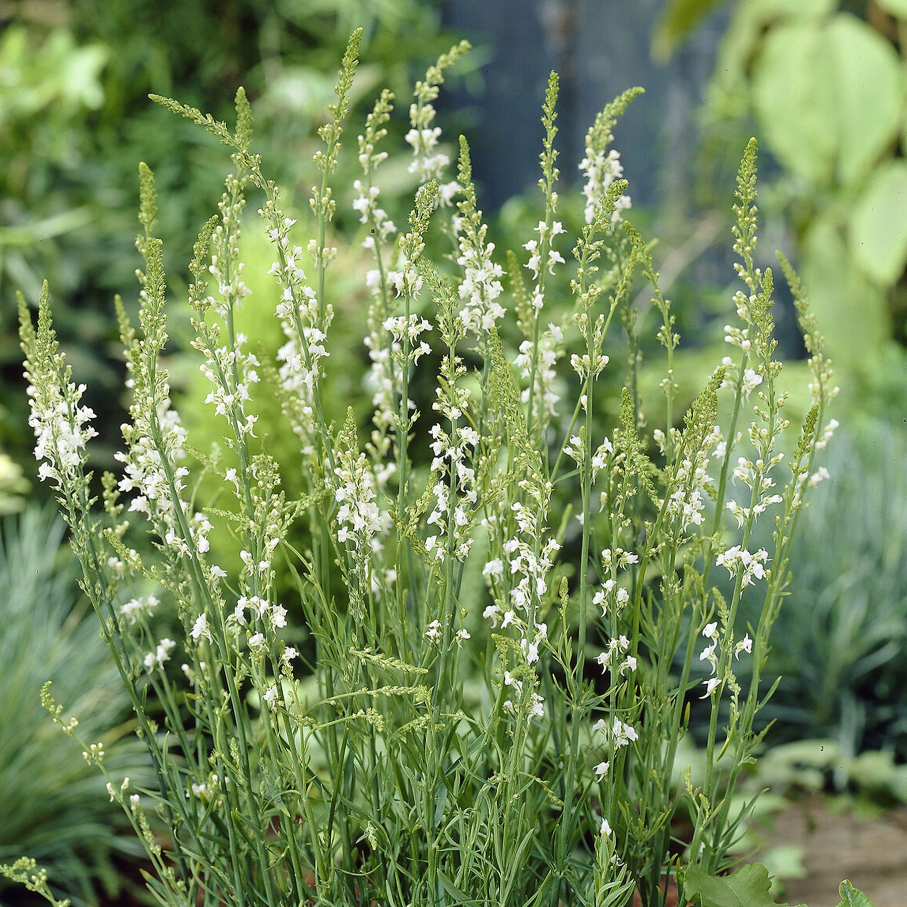 Linaire pourpre Springside White - Willemse