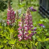 Lupin La Chateleine - Willemse