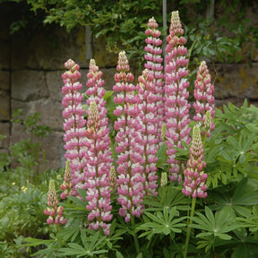 Lupin - Lupin La Chateleine - Lupinus The Chatelaine