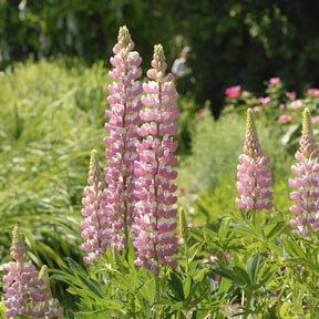 Lupinus The Chatelaine - Lupin La Chateleine - Lupin