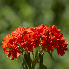 Lychnis - Croix de Jérusalem Morgenrot - Lychnis chalcedonica