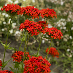 Vente Croix de Jérusalem Morgenrot - Lychnis chalcedonica