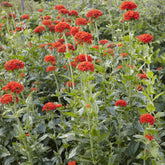 Croix de Jérusalem Morgenrot - Willemse