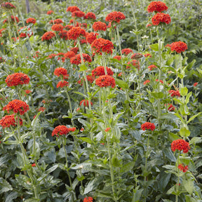 Lychnis chalcedonica - Croix de Jérusalem Morgenrot - Lychnis