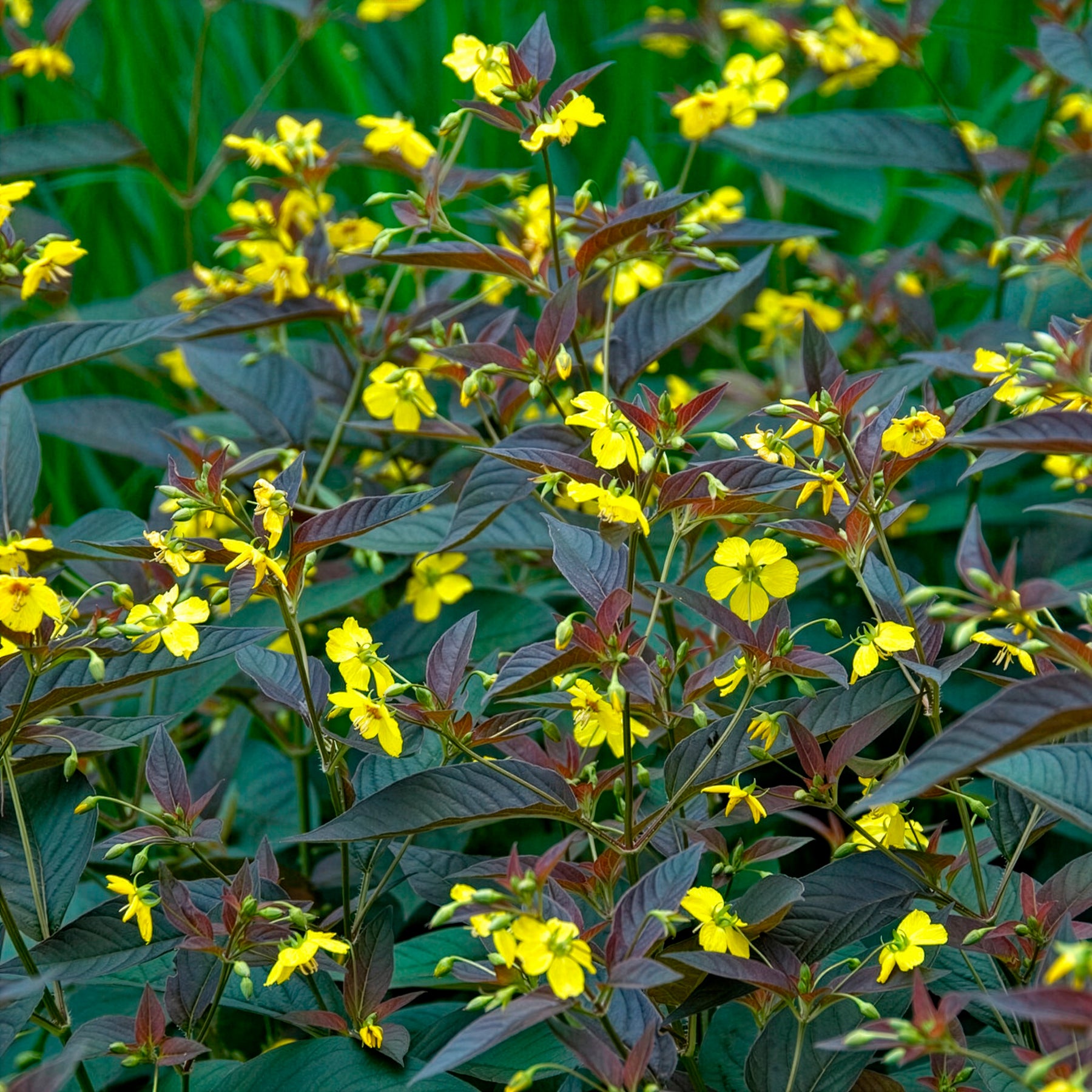 Vente Lysimaque ciliée Firecracker - Lysimachia ciliata Firecracker