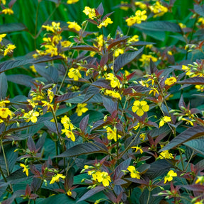 Vente Lysimaque ciliée Firecracker - Lysimachia ciliata Firecracker