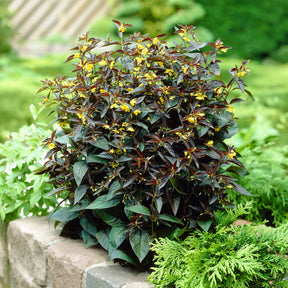 Vente Lysimaque ciliée Firecracker