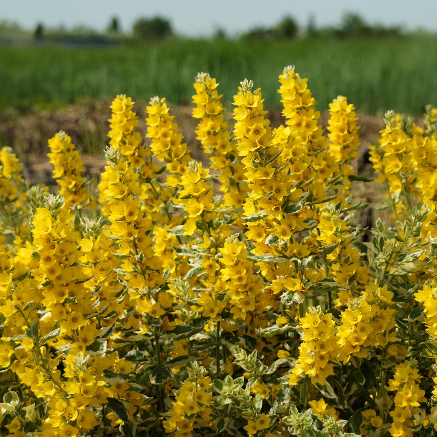 Lysimaque ponctuée Alexander - Willemse