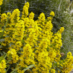 Lysimaque - 3 Lysimaques ponctuées - Lysimachia punctata