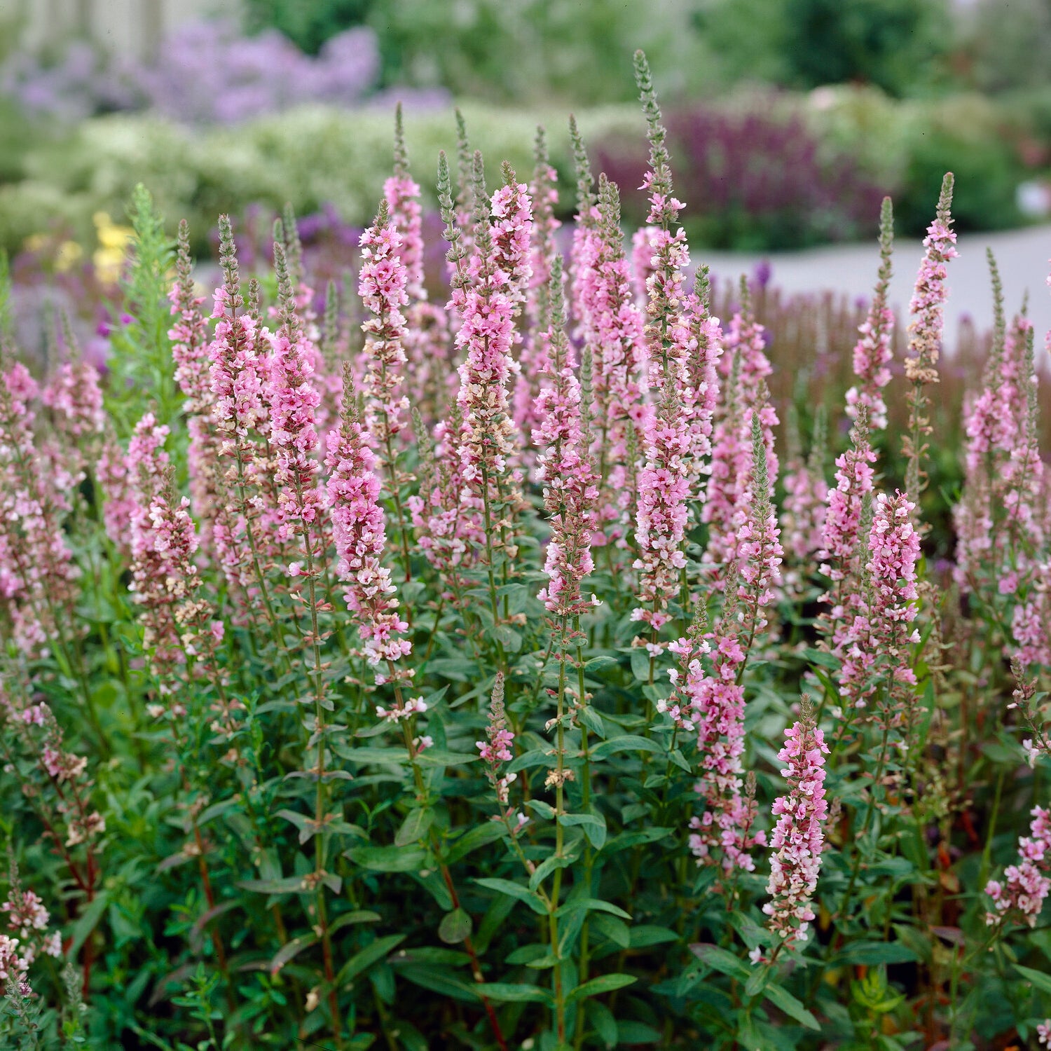 Salicaire - Salicaire commune Blush - Lythrum salicaria Blush