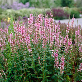 Salicaire - Salicaire commune Blush - Lythrum salicaria Blush