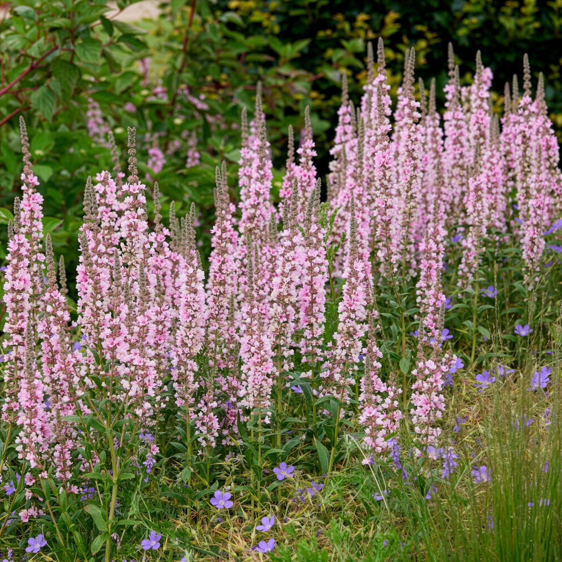 Vente Salicaire commune Blush - Lythrum salicaria Blush