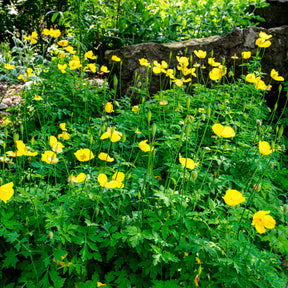 Pavot du Pays de Galles - Meconopsis cambrica - Willemse