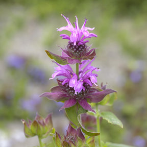Monarde Aquarius - Willemse