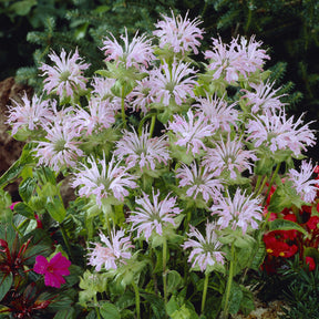 Monarde Fishes - Willemse