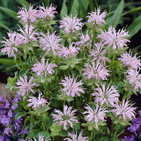 Monarde Fishes - Monarda Fishes - Willemse