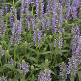 Nepeta nervurée - Willemse