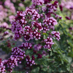 Origanum Rosenkuppel - Origan Rosenkuppel - Origan