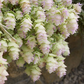 Origan Kent Beauty - Origanum rotundifolium Kent Beauty - Willemse