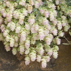 Origan - Origan Kent Beauty - Origanum rotundifolium Kent Beauty