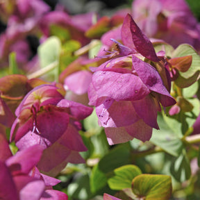 Origanum rotundifolium Kent Beauty - Origan Kent Beauty - Origan