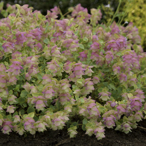 Vente Origan Kent Beauty - Origanum rotundifolium Kent Beauty