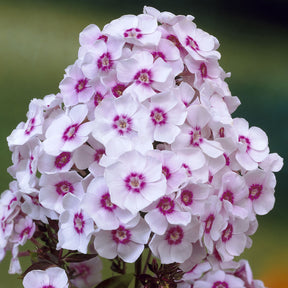 Phlox paniculé Europa - Phlox paniculata Europa - Willemse