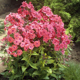 Phlox paniculé Orange Perfection - Willemse