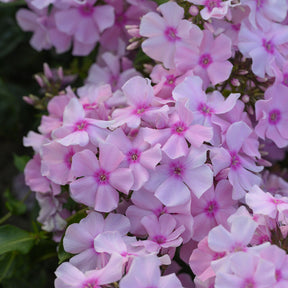 Phlox - Phlox paniculé Rosa Pastel - Phlox paniculata Rosa Pastell