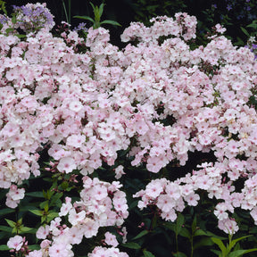 Phlox paniculata Rosa Pastell - Phlox paniculé Rosa Pastel - Phlox