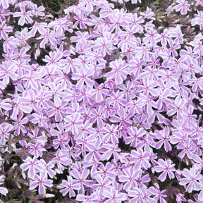 Phlox - Phlox mousse Candy Stripes - Phlox subulata Candy Stripes