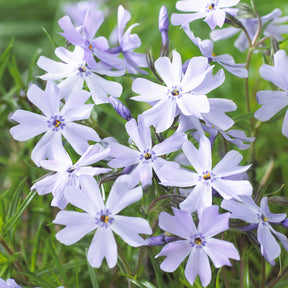 Phlox mousse Emerald Cushion Blue - Willemse
