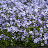 Phlox mousse Emerald Cushion Blue - Willemse