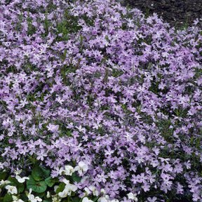 Vente Phlox mousse Emerald Cushion Blue - Phlox subulata Emerald Cushion Blue