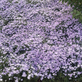 Phlox subulata Emerald Cushion Blue - Phlox mousse Emerald Cushion Blue - Phlox