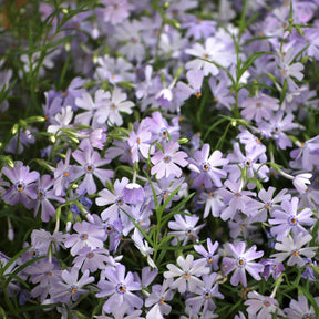 Phlox - Phlox mousse Emerald Cushion Blue - Phlox subulata Emerald Cushion Blue