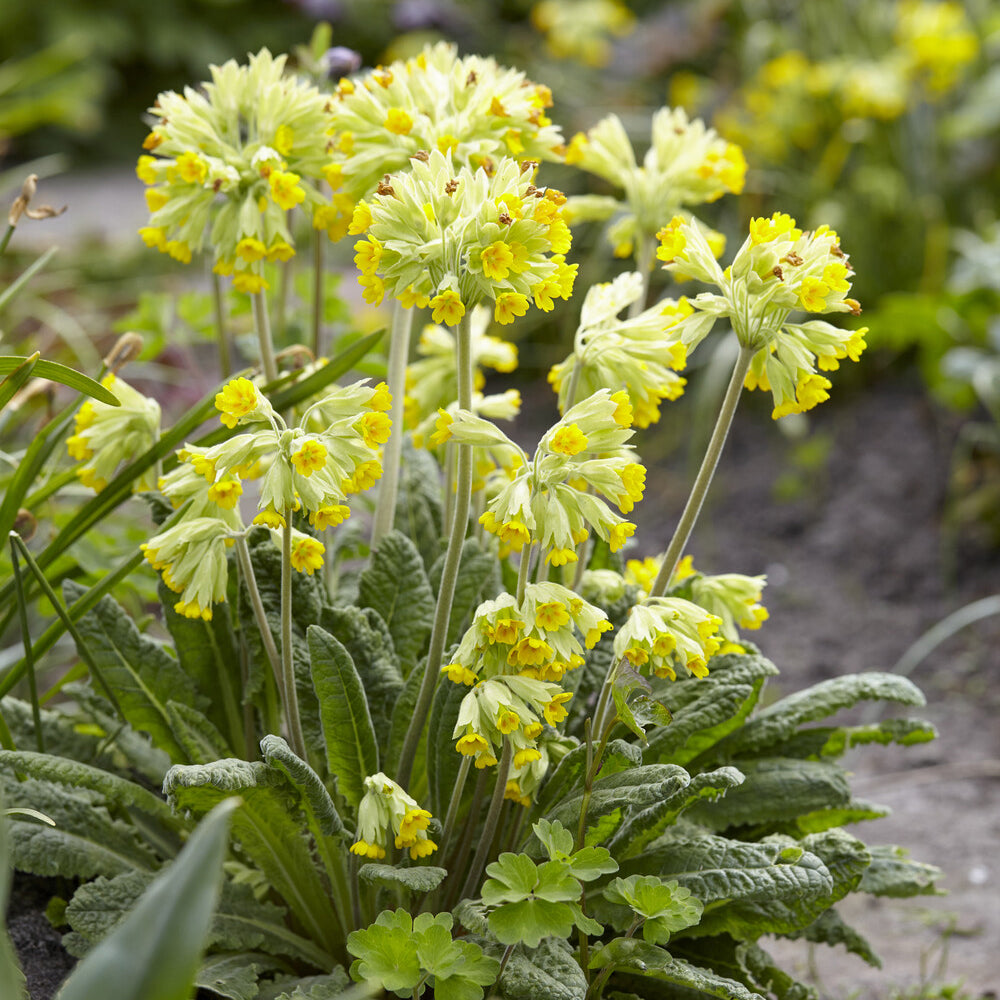 3 Primevère officinale Coucou - Primula veris - Willemse