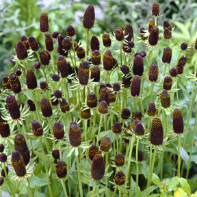 Rudbeckia occidentale Green Wizard - Rudbeckia occidentalis Green Wizard - Willemse