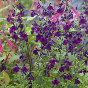 Sauge papillon de nuit - Willemse