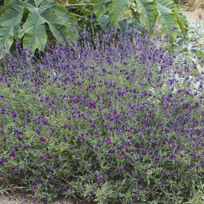 Salvia Nachtvlinder - Sauge papillon de nuit - Sauges