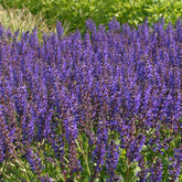 Sauge des bois Viola Klose - Willemse