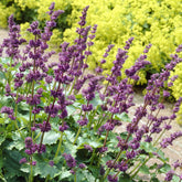 Sauge verticillée Purple Rain - Willemse