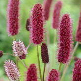 Pimprenelle d'Alaska - Sanguisorbe - Willemse